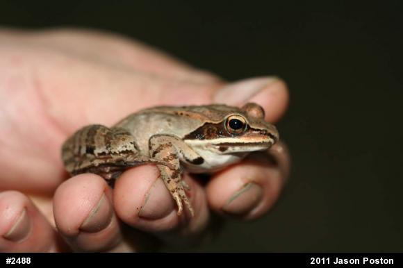 Wood Frog