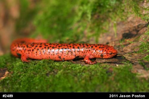 Northern Red Salamander