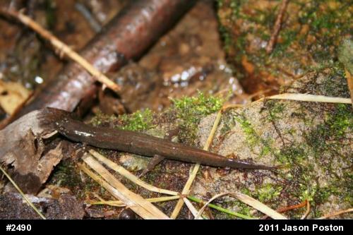 Northern Dusky Salamander