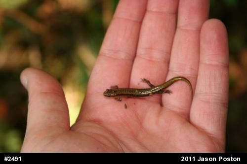 Allegheny Mountain Dusky Salamander