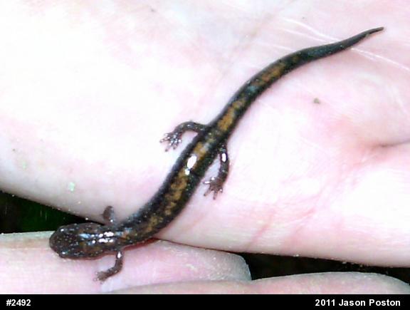 Eastern Red-backed  Salamander