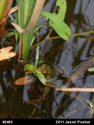 True Frogs