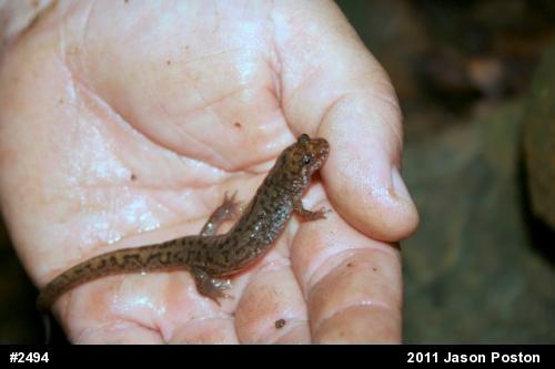 Seal Salamander