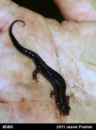 Dusky Salamanders