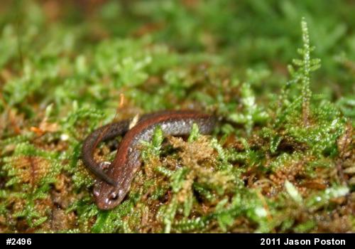 Eastern Red-backed  Salamander