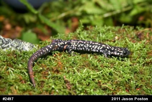 Northern Slimy Salamander