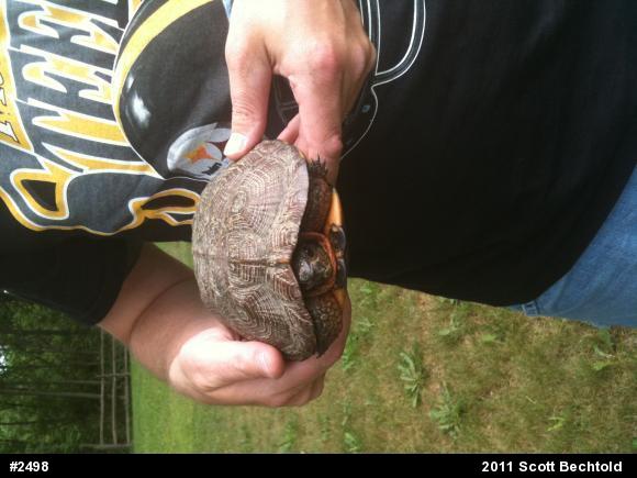 Wood Turtle
