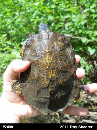 Wood Turtle