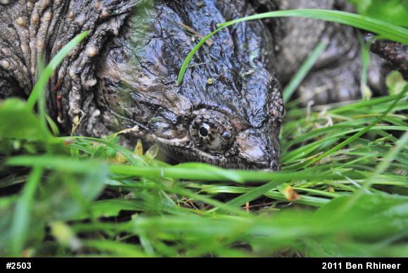 Snapping Turtle