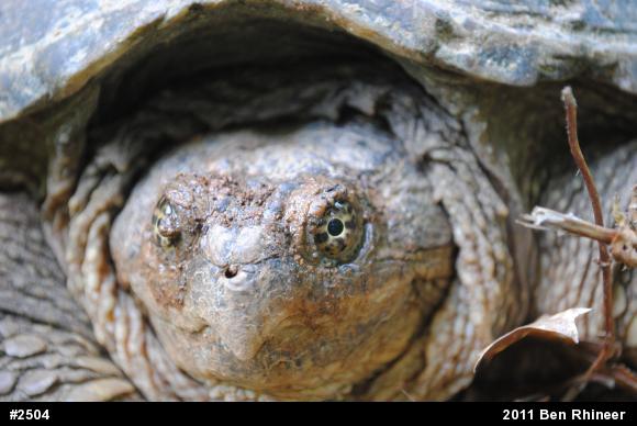 Snapping Turtle