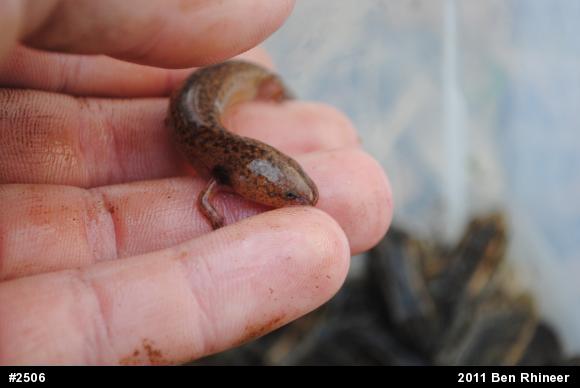 Northern Red Salamander
