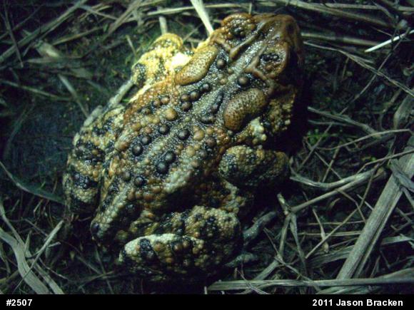 Eastern American Toad