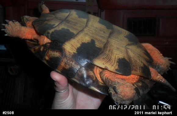 Wood Turtle