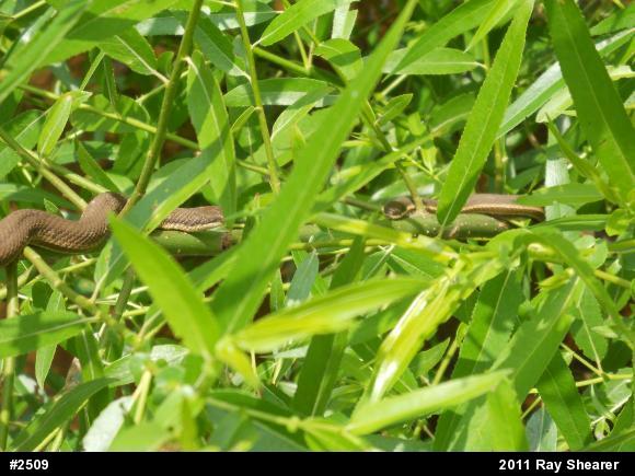 Queensnake
