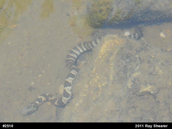 Northern Watersnake