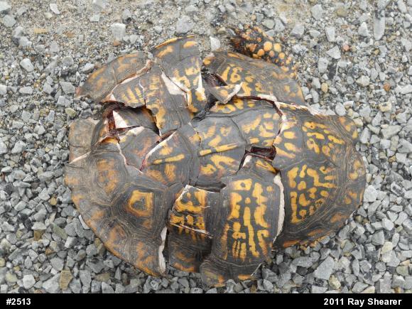 Eastern Box Turtle