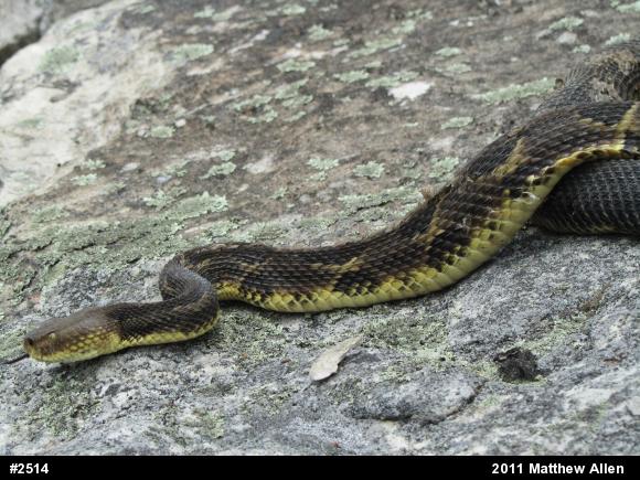 Timber Rattlesnake