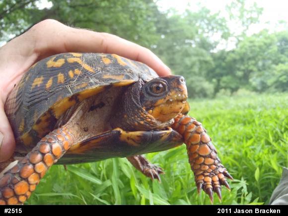Eastern Box Turtle