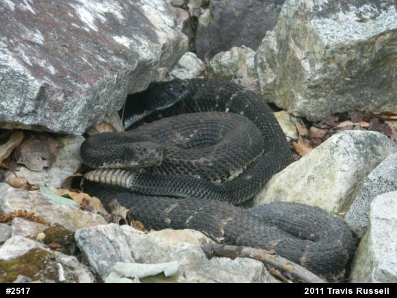 Timber Rattlesnake