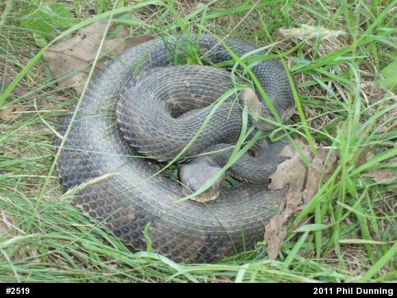 Timber Rattlesnake
