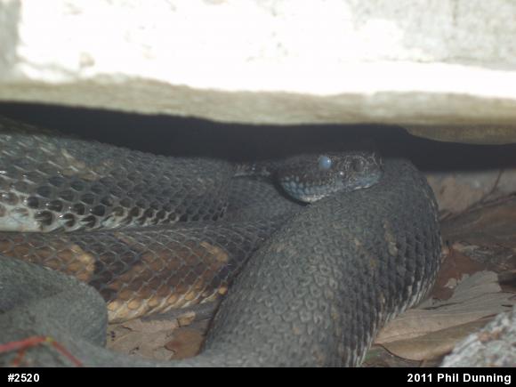 Timber Rattlesnake