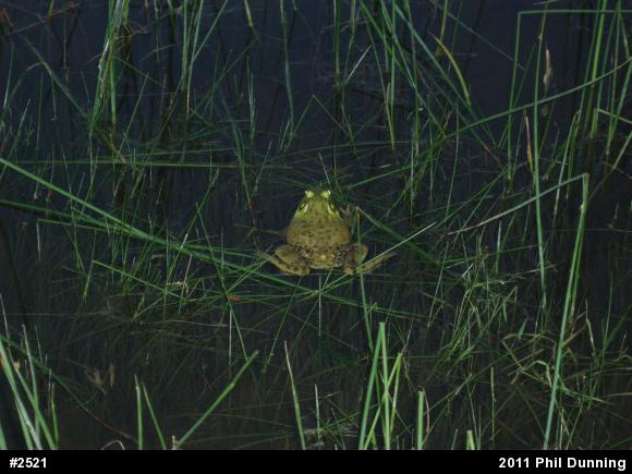 American Bullfrog