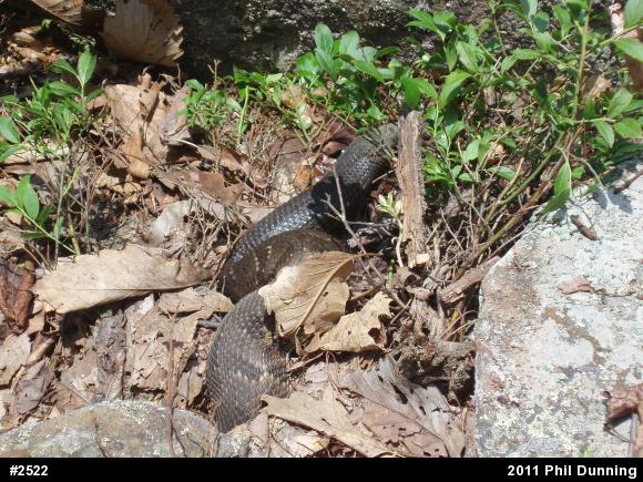 Timber Rattlesnake