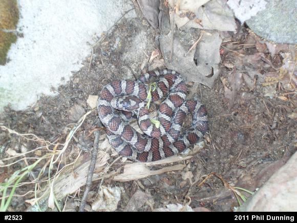 Eastern Milksnake