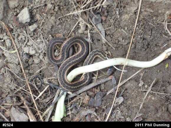 Eastern Gartersnake