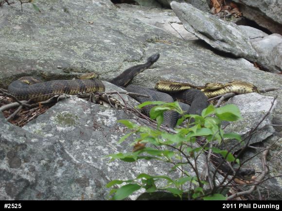 Timber Rattlesnake