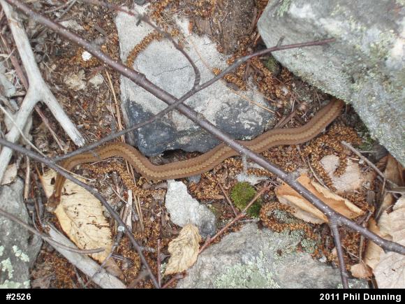 Red-bellied Snake