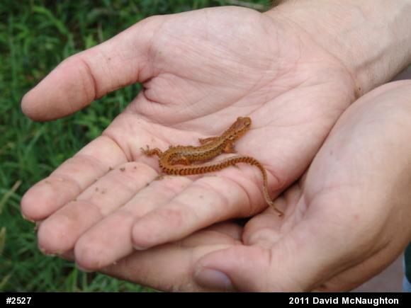 Eastern Long-tailed Salamander
