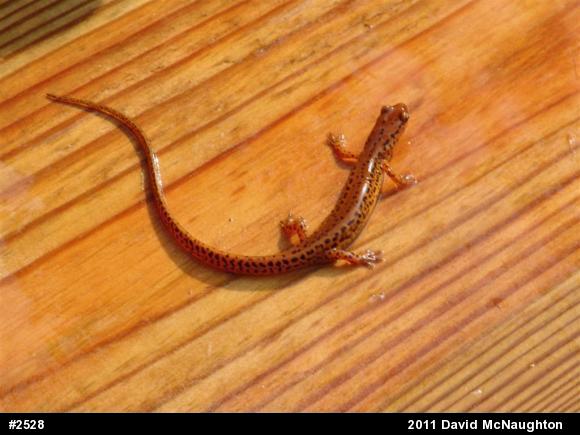 Eastern Long-tailed Salamander