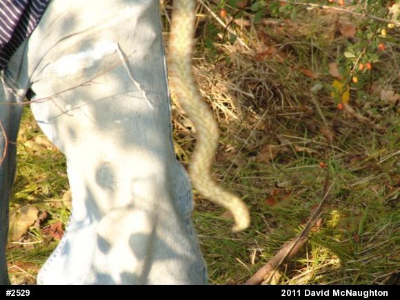 Northern Watersnake