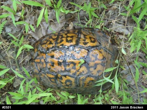 Eastern Box Turtle