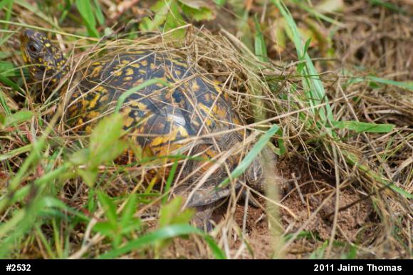 Eastern Box Turtle