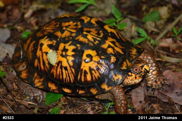 Eastern Box Turtle