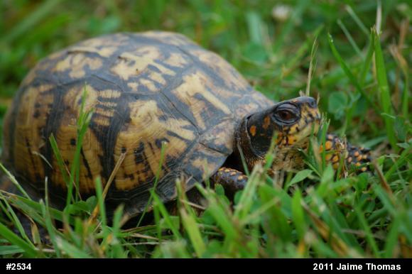 Eastern Box Turtle
