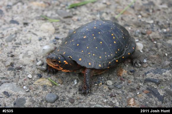 Spotted Turtle