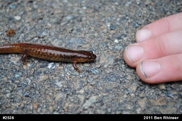 Northern Dusky Salamander