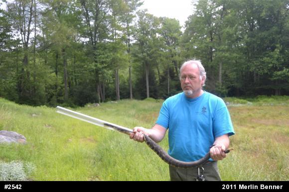 Timber Rattlesnake