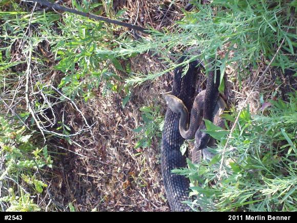 Timber Rattlesnake