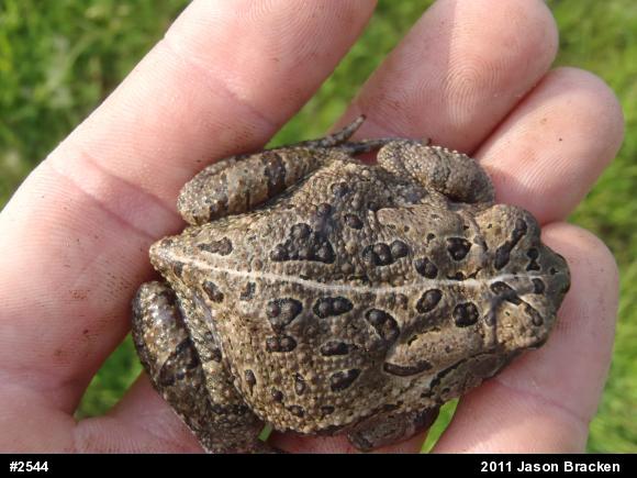 Fowler's Toad
