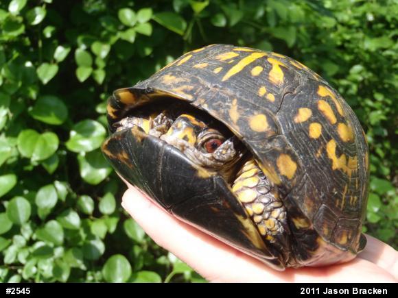 Eastern Box Turtle