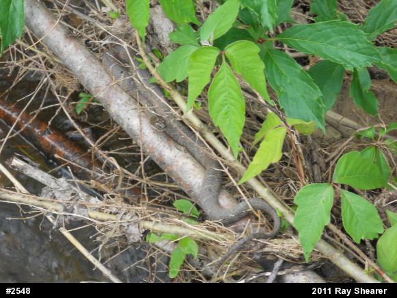Northern Watersnake