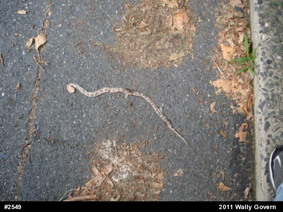 Eastern Milksnake