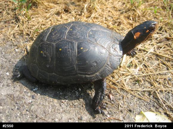 Spotted Turtle