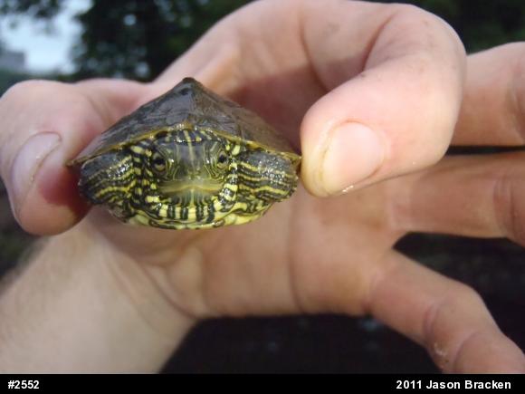 Northern Map Turtle
