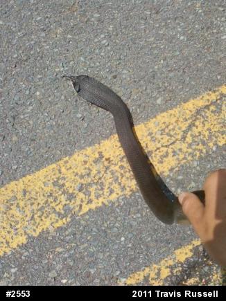 Eastern Hog-nosed Snake