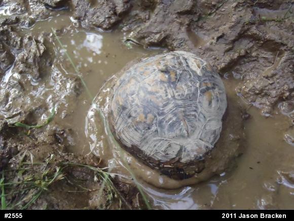 Eastern Box Turtle